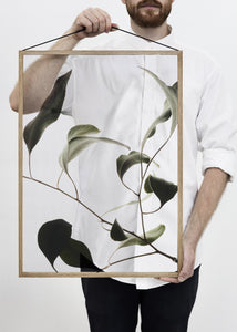 Floating Leaves NO.9 - A2 Print only